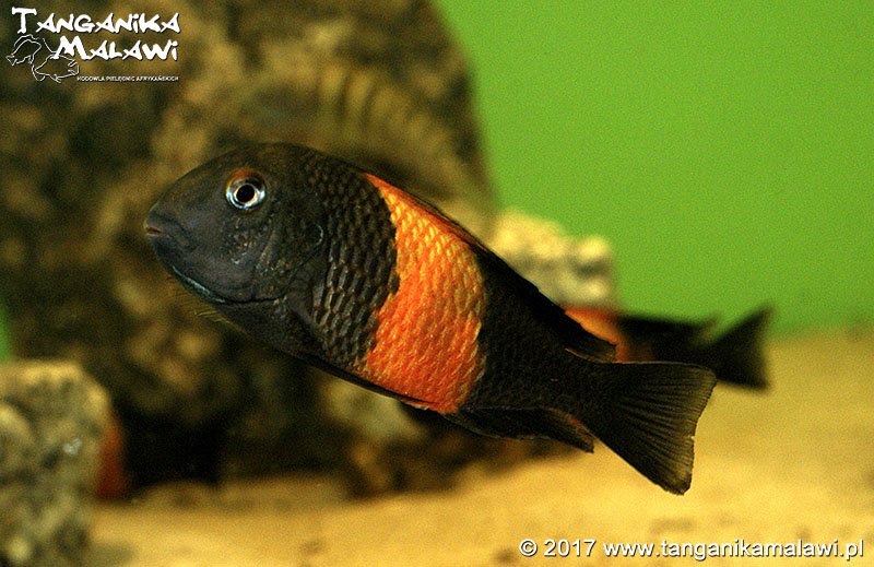 Tropheus sp. 'black' Bemba